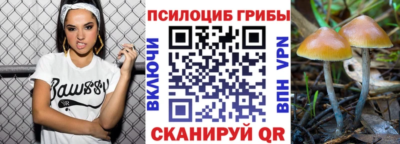 Псилоцибиновые грибы Psilocybe  Сясьстрой 